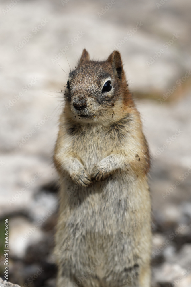 Naklejka premium Spermophile