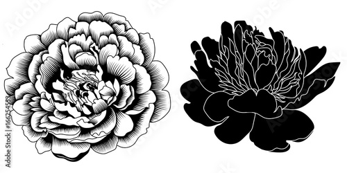 Graphical black and white peony bud, sketch, isolated on a white background. Vector.