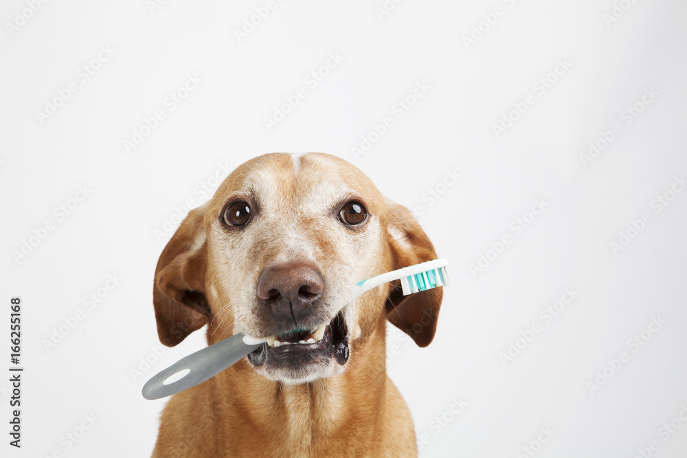 Brown dog holding a toothbrush on a bright background. Health care. Free space.
