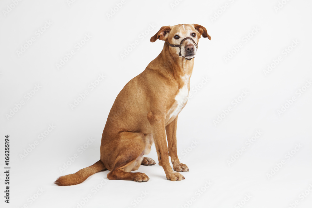 Brown dog with halter sitting on the white background. Animals training. Brown dog with halter sitting on the white background. Animals training.