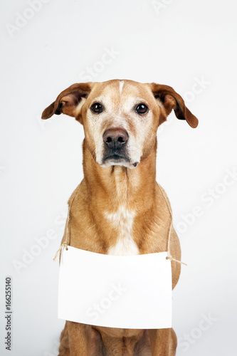 Brown dog with white table for text, message.  Vertical portrait.  Funny animal.  photo