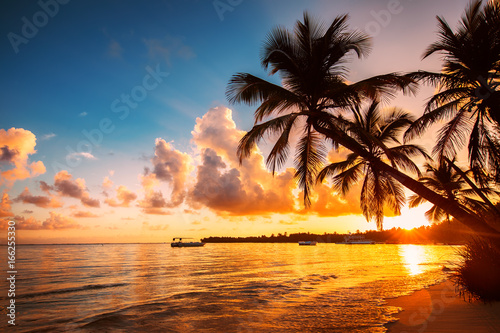 Palmtree silhouettes on the tropical beach, Punta Cana, Dominican Republic photo