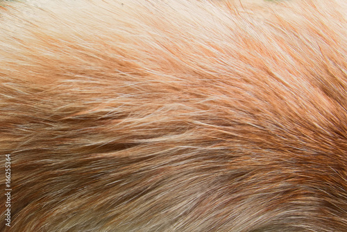 Texture of a fur of a ginger cat close