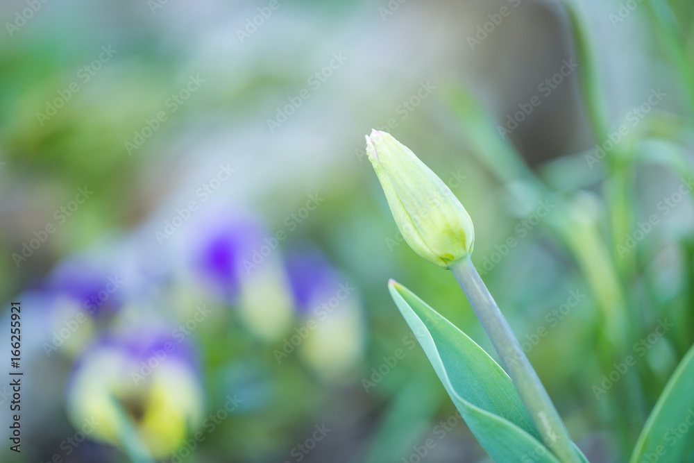 Fototapeta premium Beautiful spring tulips blooming