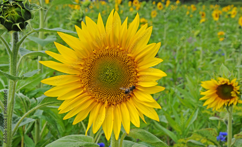 Fototapeta premium Sonnenblume im Feld