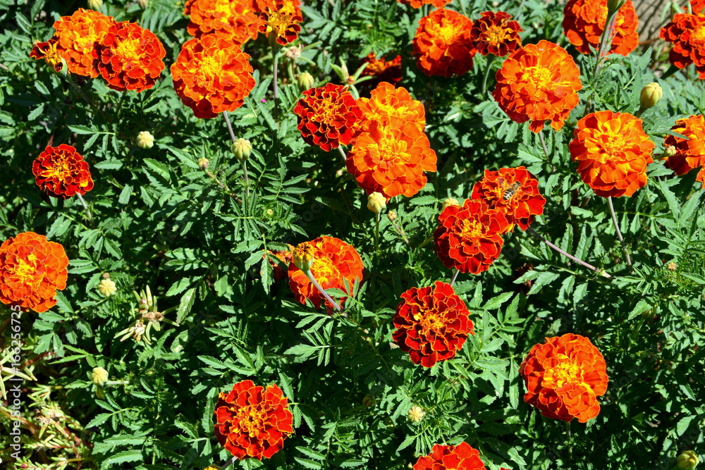 Nice flowers in the garden, in midsummer, in the garden