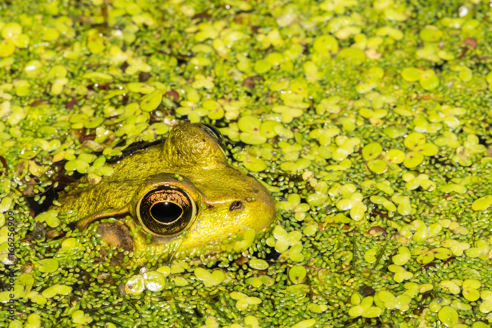 Fototapeta premium A Green Frog hiding in duck weed.