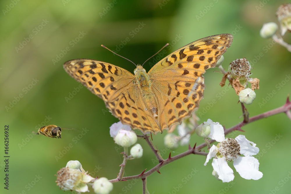 Obraz premium papillon posé : tabac d'espagne