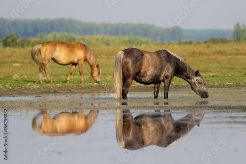 Two horses on the spring meadow watering place