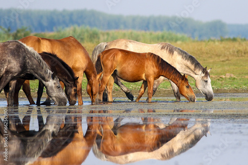 Herd of horses is drinking water on meadow