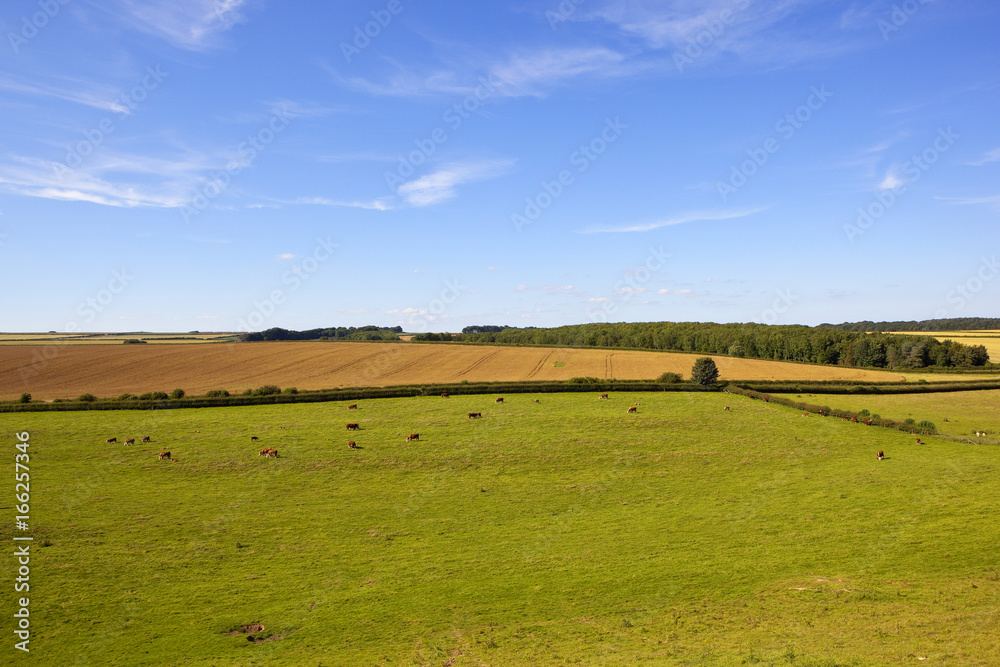 Fototapeta premium english landscape