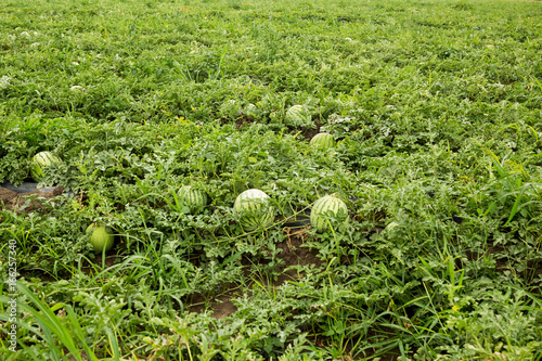 Ripe watermelons on the field. Harvesting.