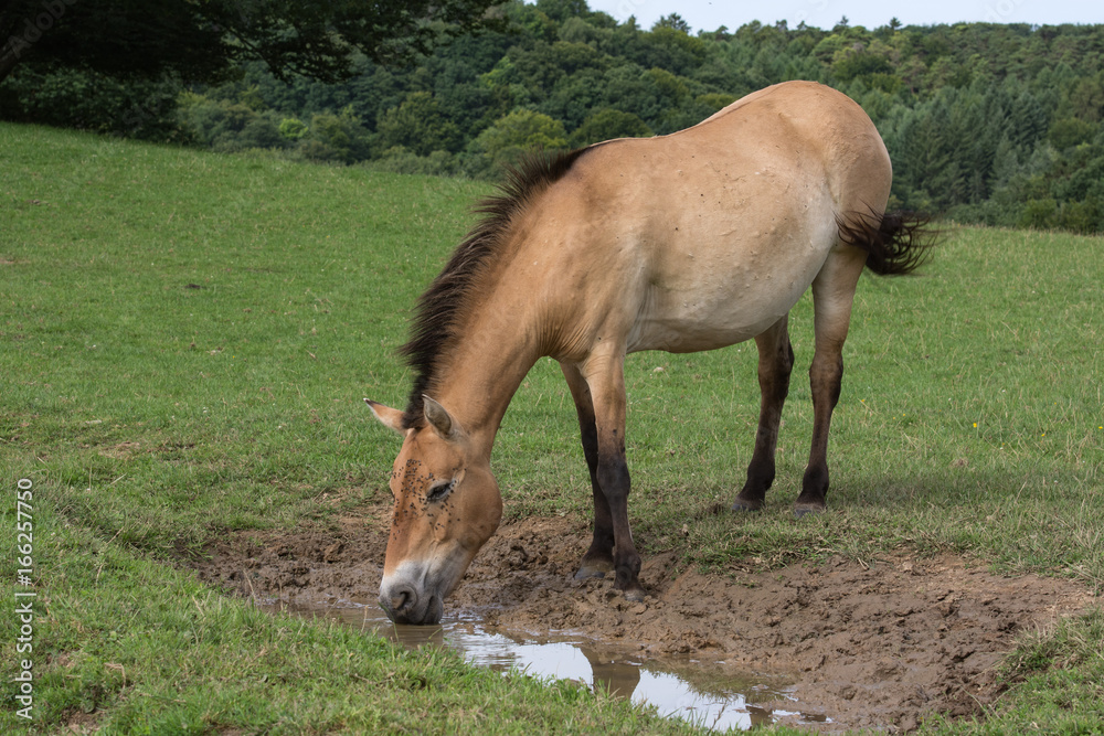 Fototapeta premium cheval de Przewalski 
