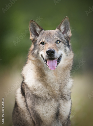 wolfdog portrait