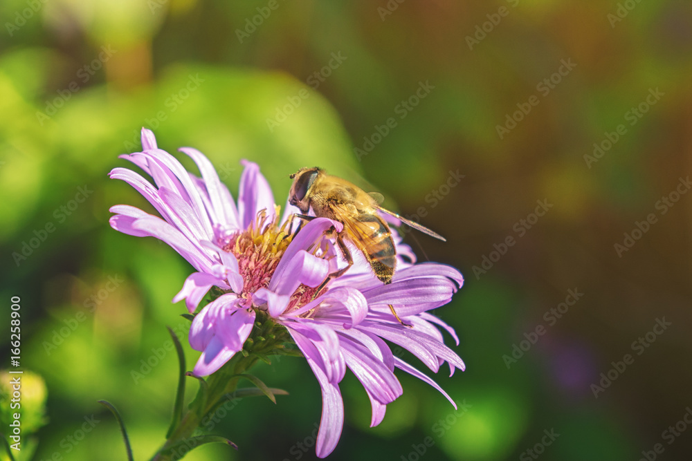 bee on pink flower close up bee on pink flower close up