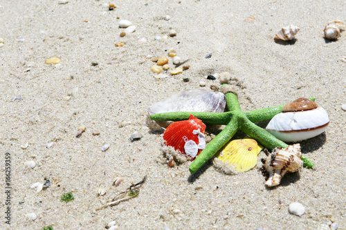 starfish by the sea