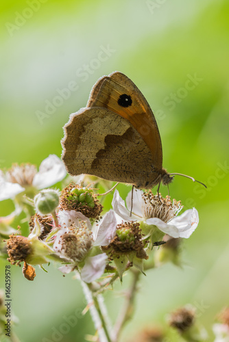 Meadow  Brown butterfly, Maniola jurtina, nectaring on bramble flowers photo