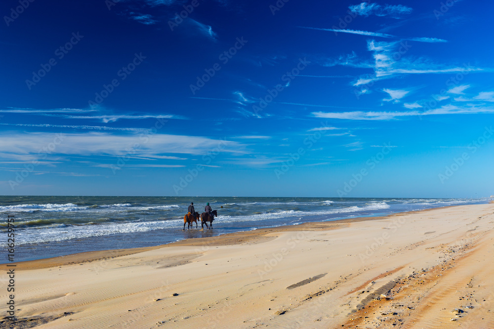 Pair of horses peacefully stralling along the beach on North Sea coast near De Haan, Belgium