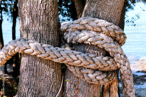 A knotted rope in a large tree. Macro climbing white rope tied to a big tree. Rope around tree trunk, rope with knot around tree. Beautiful natural environment and sea background, travel, sunny day. © zoranlino