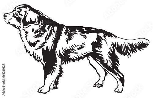 Decorative standing portrait of Bernese Mountain Dog vector illustration