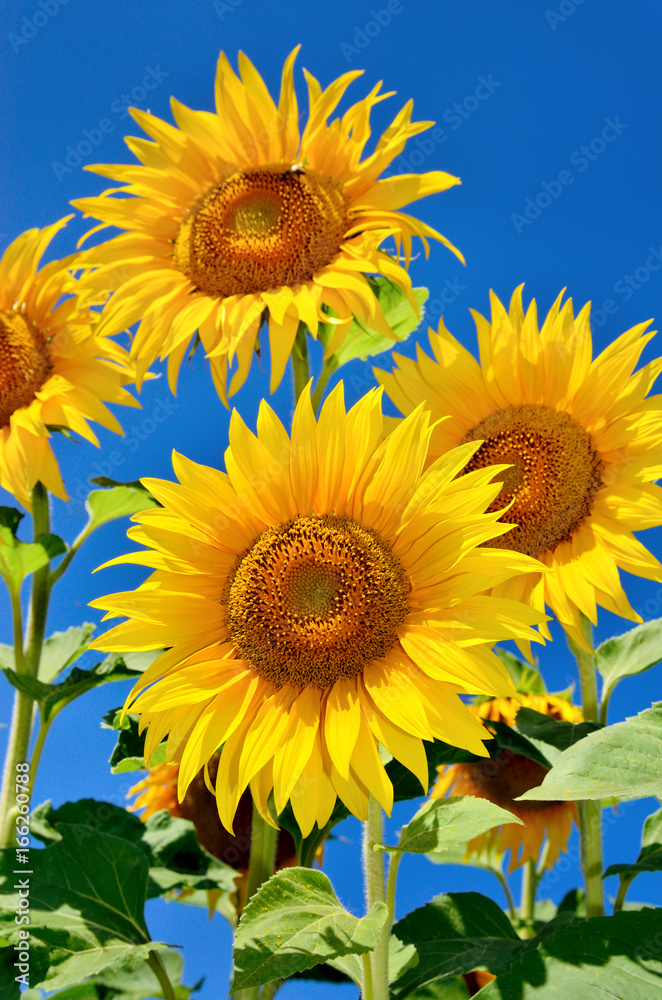 Obraz premium Young sunflowers bloom in field against a blue sky