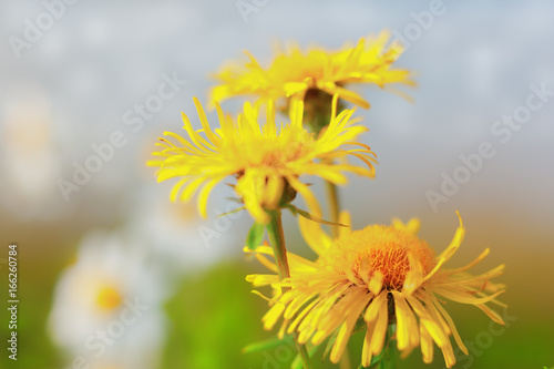 Yellow Chamomile among flowers