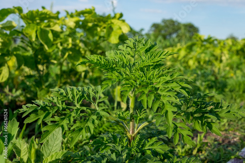 Canvastavla Ragweed-Ambrosia artemisiifolia, allergy