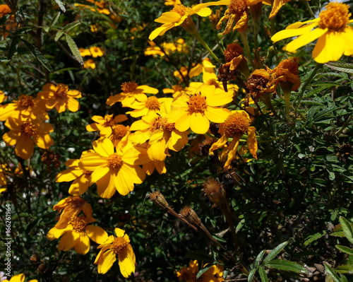 Lively Yellow Flowers photo