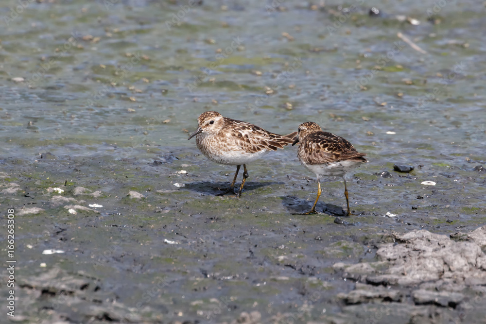 Least sandpiper bird Least sandpiper bird