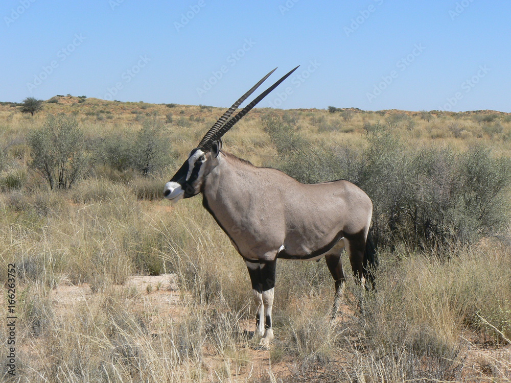 Fototapeta premium South africa antelope oryx