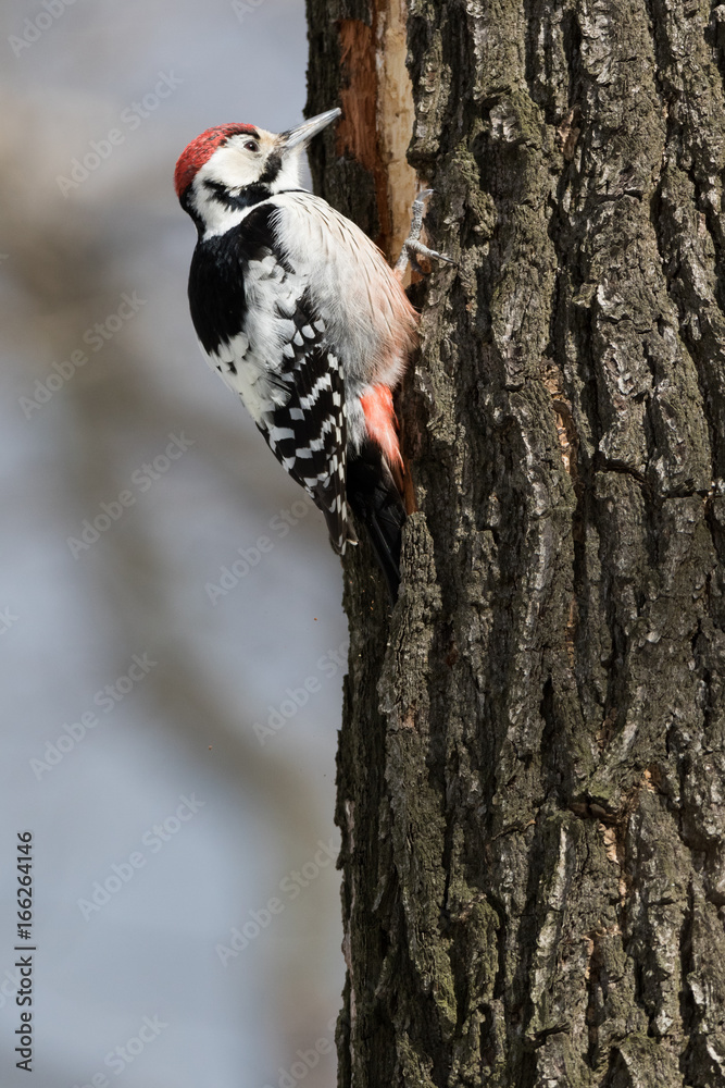 White-backed Woodpecker (Dendrocopos leucotos). male White-backed Woodpecker (Dendrocopos leucotos). male
