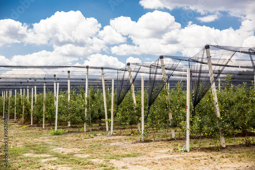 orchard with nets to protect against hail and birds