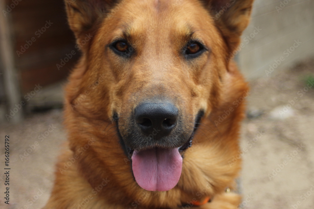 shadow le chien shadow le chien