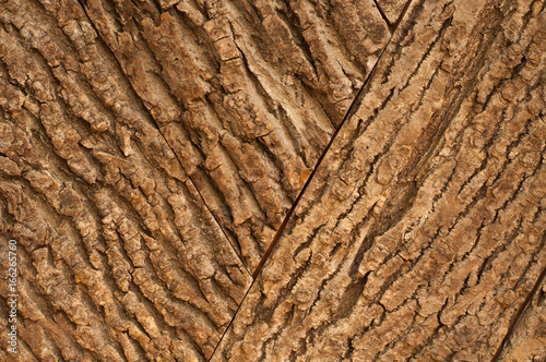 Wood bark texture