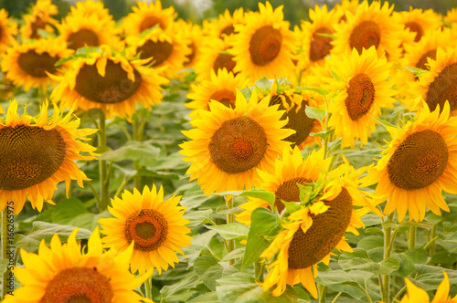 Yellow sunflowers on the field