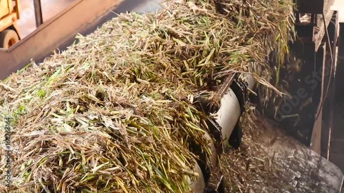 sugar cane line production industry