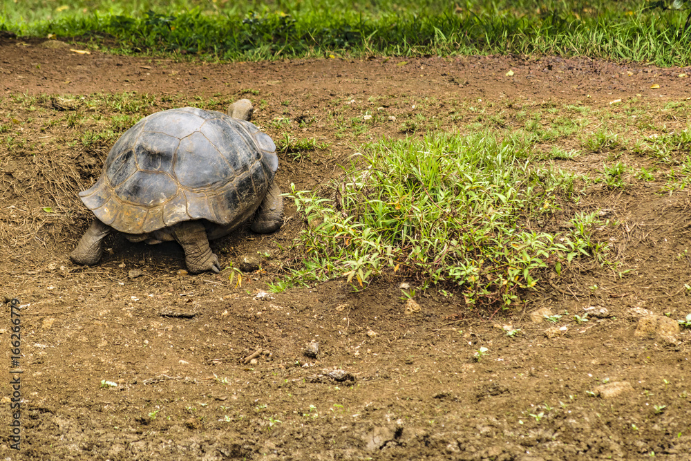 Obraz premium Galapagos Giant Turtle, Ecuador