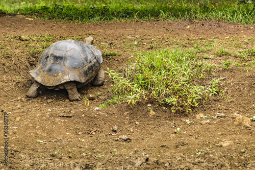 Fototapeta Naklejka Na Ścianę i Meble -  Galapagos Giant Turtle, Ecuador