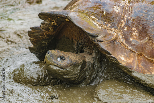 Galapagos Giant Turtle, Ecuador © danflcreativo