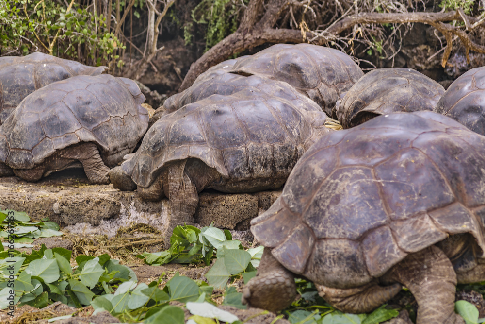 Fototapeta premium Galapagos Giant Turtles, Ecuador