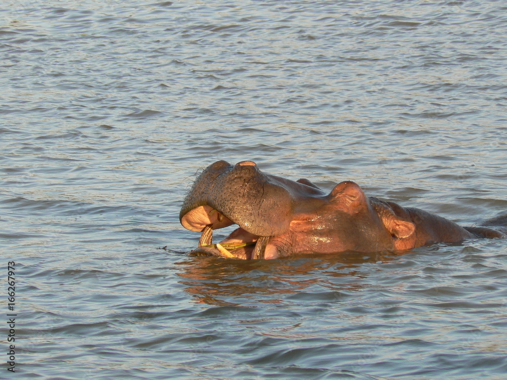 South africa, santa lucia village hippo South africa, santa lucia village hippo
