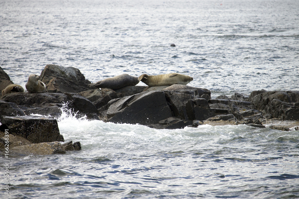 Fototapeta premium Sunbathing Seals