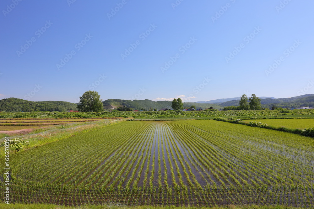 Landscape of Biei Hokkaido Japan