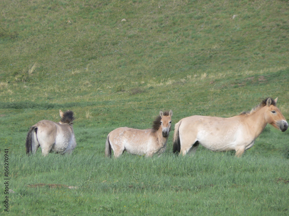 Fototapeta premium mongolia przewalski horses