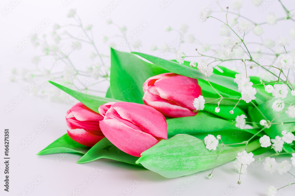 Fototapeta premium Pink tulip flowers on white background