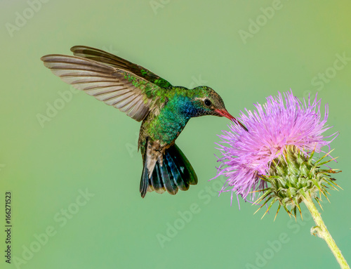 Obraz na płótnie Male broadbilled hummingbird feed on purple thistle