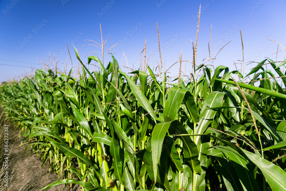 Obraz premium View at corn plant field