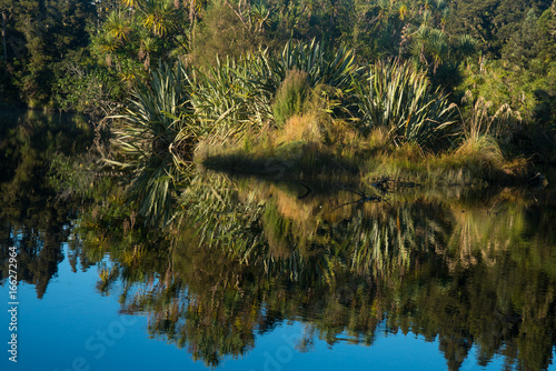 Plant refelections photo