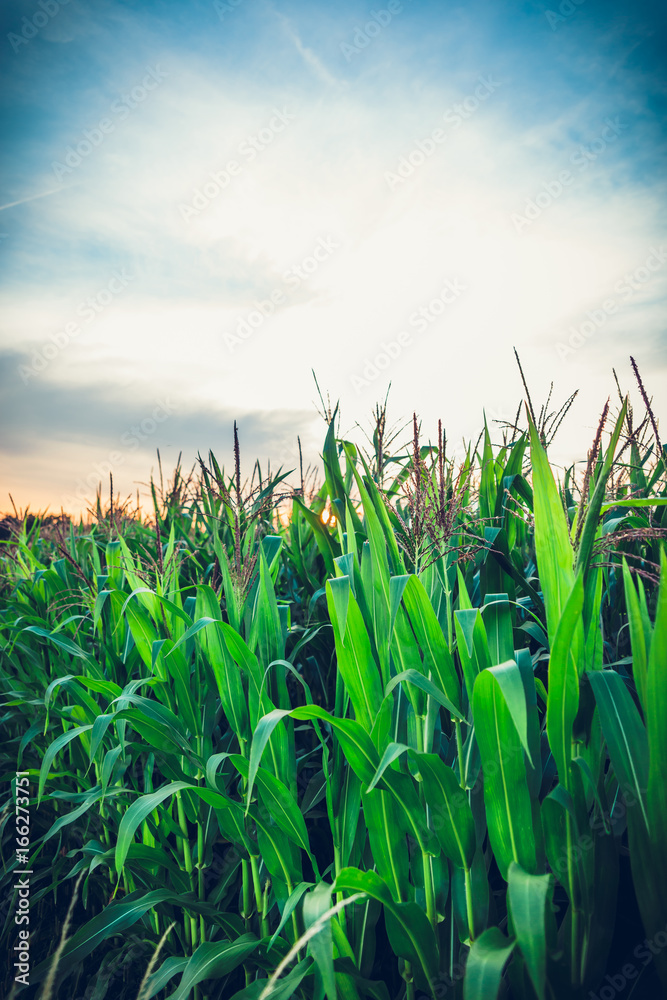 Fototapeta premium Green Maize Corn Field Plantation In Summer Agricultural Season. Skyline Horizon, Blue Sky Background on sunset or sunrise. View at sun.