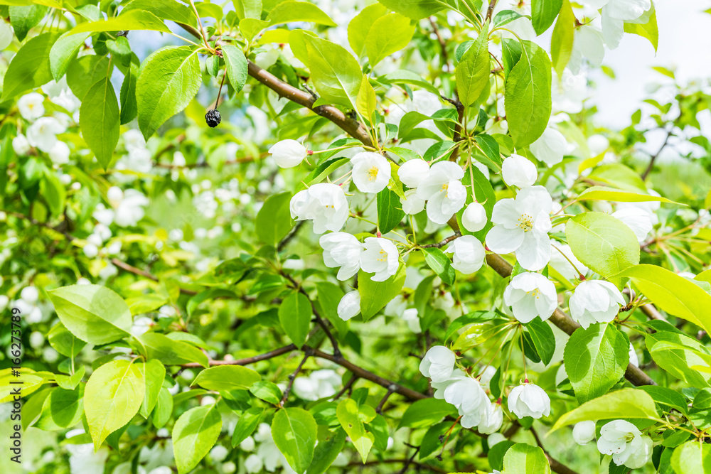 Macro closeup of many white cherry blossoms with green leaves showing detail and texture Macro closeup of many white cherry blossoms with green leaves showing detail and texture